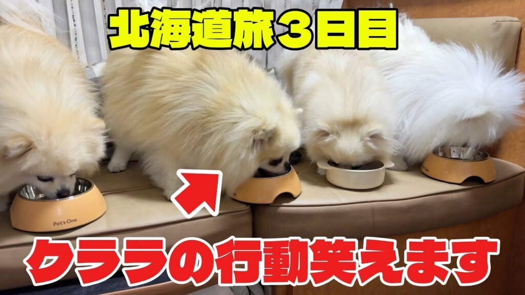 ごはんを食べているとクララが面白い行動しちゃいました