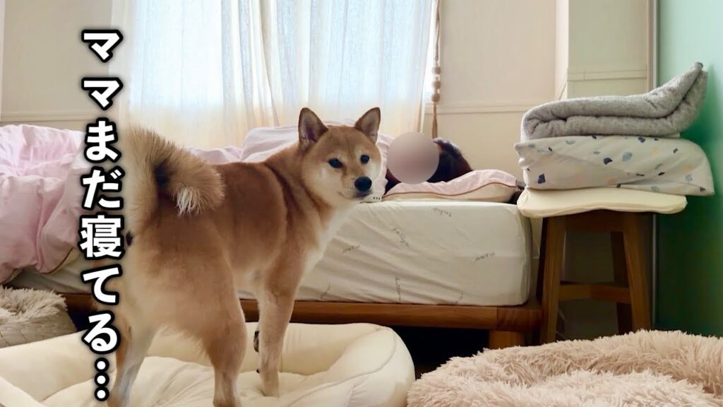 【急遽お友だちが泊まり】私の知らない愛犬の朝の姿に胸がいっぱいになりました 【急遽お友だちが泊まり】私の知らない愛犬の朝の姿に胸がいっぱいになりました