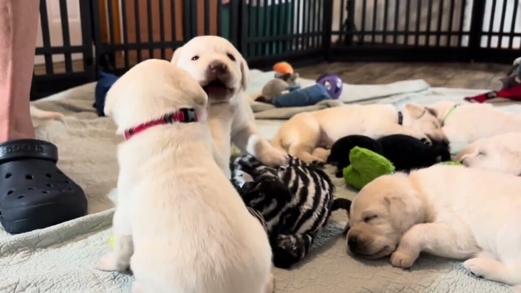 FIRST TIME in the NEW puppy play pen! 9 cute puppies weigh in on Day 24 #labrador #cutepuppy #puppy FIRST TIME in the NEW puppy play pen! 9 cute puppies weigh in on Day 24 #labrador #cutepuppy #puppy