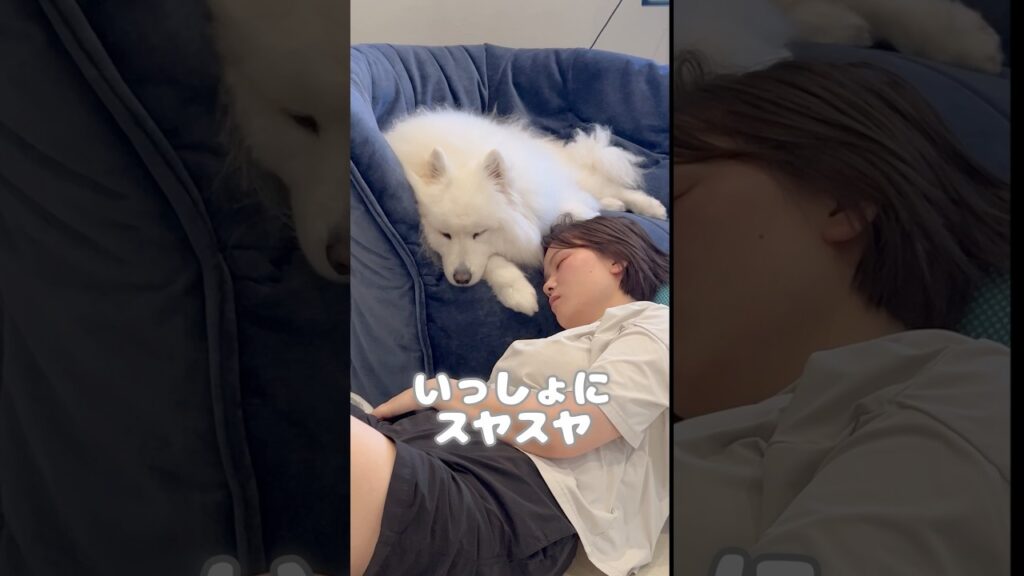 ママとずっと一緒に過ごして大満足のサモエドがニッコニコで歩いてくる　#サモエド #samoyed #モチモチ日記