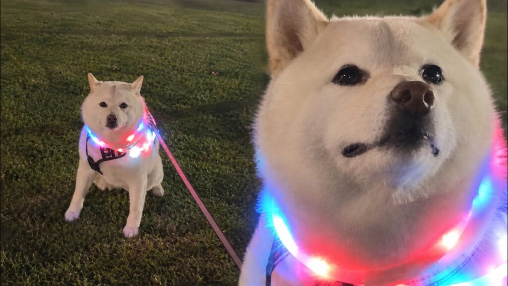 お散歩より寝る前のほうが元気な柴犬