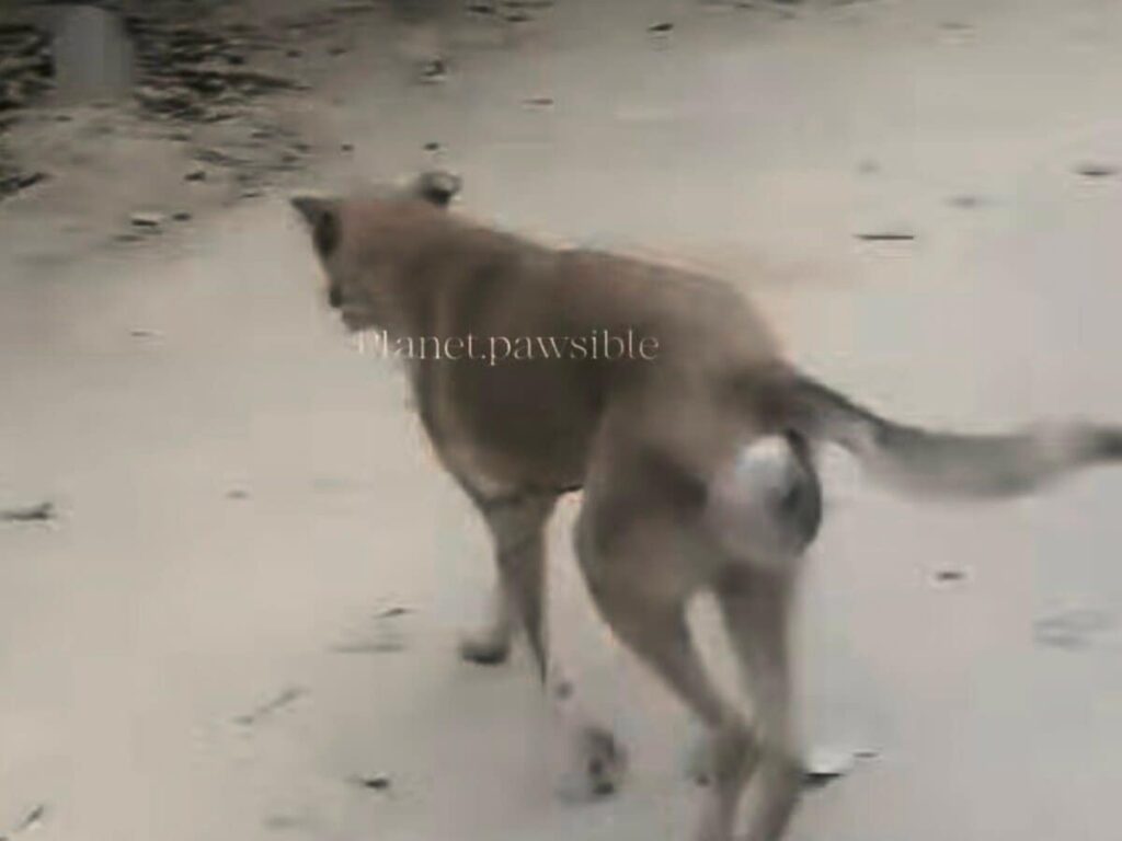 「会陰ヘルニア」で排尿も困難だった犬「ケリー」、手術を乗り越えて回復した姿に感動 LIMO編集部が感動の投稿をピックアップ!獣医師・動物看護の年収についても紹介 | LIMO | くらしとお金の経済メディア 「会陰ヘルニア」で排尿も困難だった犬「ケリー」、手術を乗り越えて回復した姿に感動 LIMO編集部が感動の投稿をピックアップ!獣医師・動物看護の年収についても紹介 | LIMO | くらしとお金の経済メディア