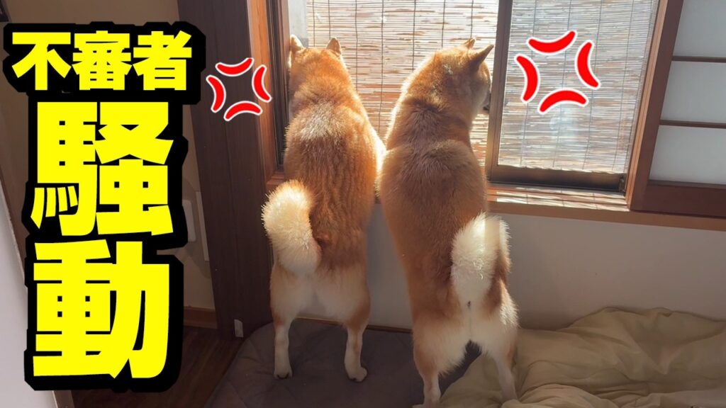 不審者騒動で柴犬が吠えまくり大変な1日になりました 不審者騒動で柴犬が吠えまくり大変な1日になりました