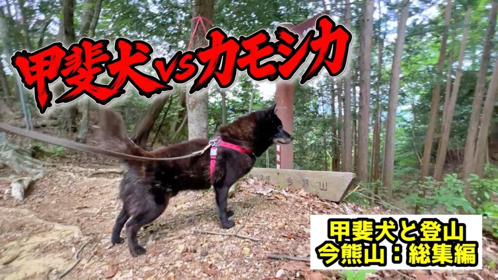 甲斐犬と山登りしたらカモシカと遭遇！今熊山：総集編