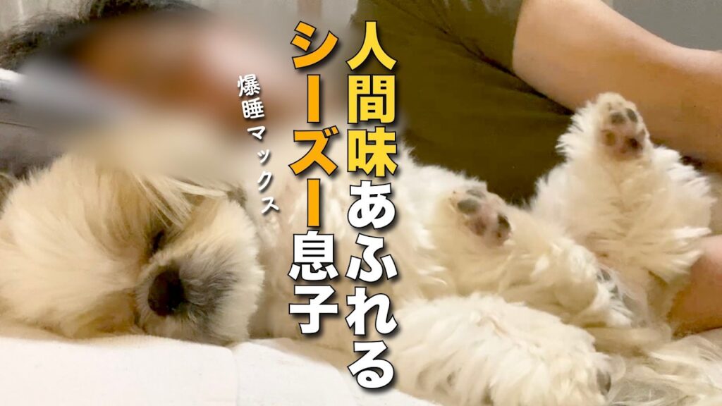 【シーズー】人間味あふれる寝姿のシーズー息子はこちらです www(チャンネル登録者さま10000人記念パンケーキでお祝い🎉)【462】 【シーズー】人間味あふれる寝姿のシーズー息子はこちらです www(チャンネル登録者さま10000人記念パンケーキでお祝い🎉)【462】