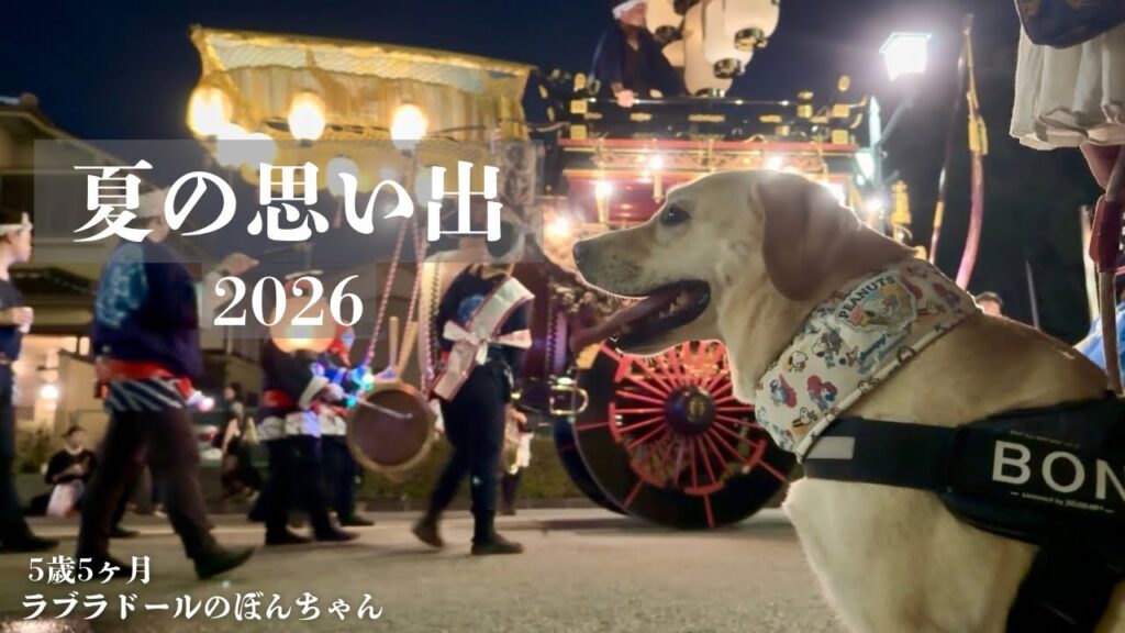 【ラブラドール#191】ぼんちゃんと過ごした2026年の夏。★labrador retriever ラブラドールレトリバー 大型犬 夏の思い出 【ラブラドール#191】ぼんちゃんと過ごした2026年の夏。★labrador retriever ラブラドールレトリバー 大型犬 夏の思い出