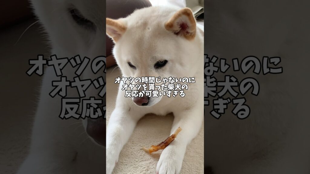 オヤツの時間じゃないのに貰っちゃった柴犬の反応が可愛すぎる　#shorts #柴犬 #犬 #dog