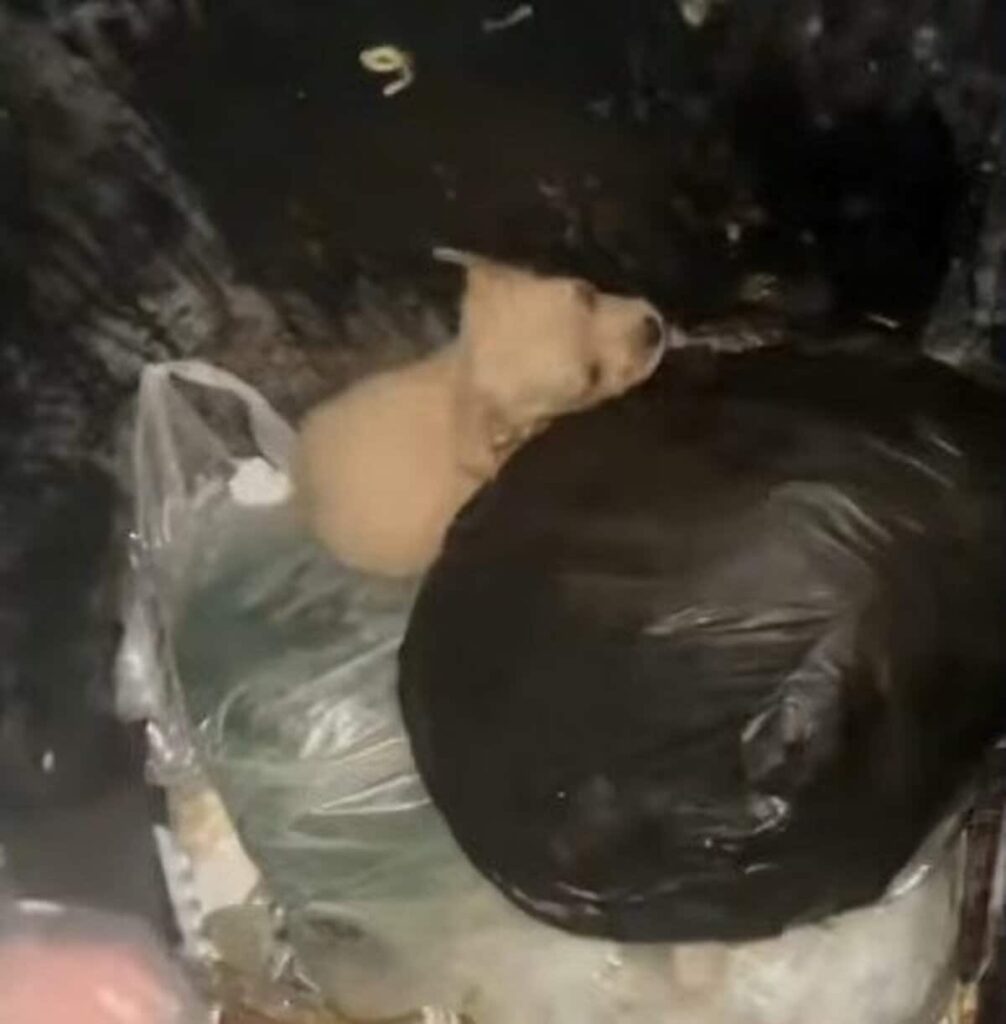【ゴミ箱に捨てられていた】2匹の子犬を保護 親切な人のもとで育てられながら新しい飼い主を探すことに | LIMO | くらしとお金の経済メディア 【ゴミ箱に捨てられていた】2匹の子犬を保護 親切な人のもとで育てられながら新しい飼い主を探すことに | LIMO | くらしとお金の経済メディア