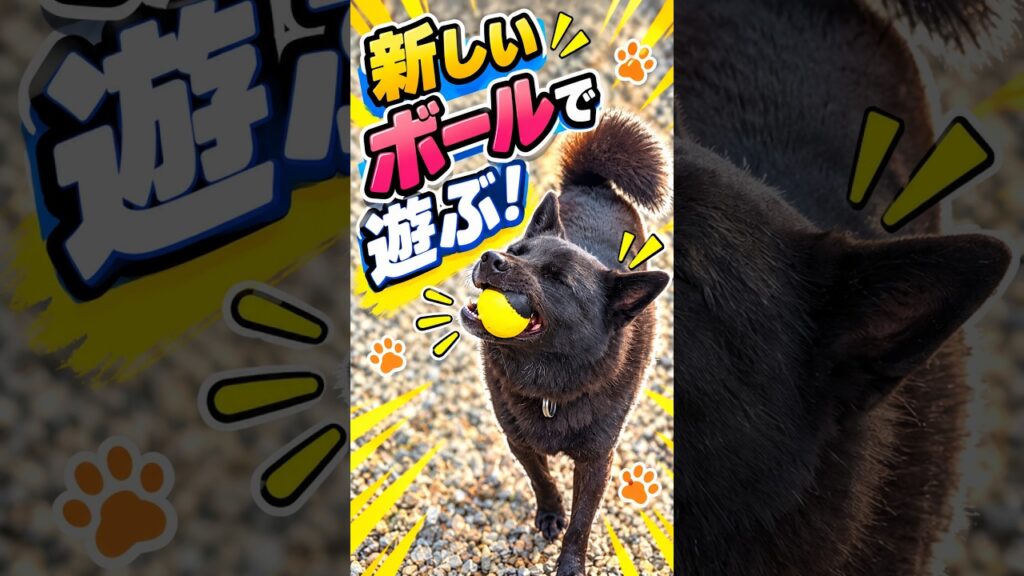 【甲斐犬】新しいボールで遊んだ!でも最後はやっぱりワンプロw 【甲斐犬】新しいボールで遊んだ!でも最後はやっぱりワンプロw