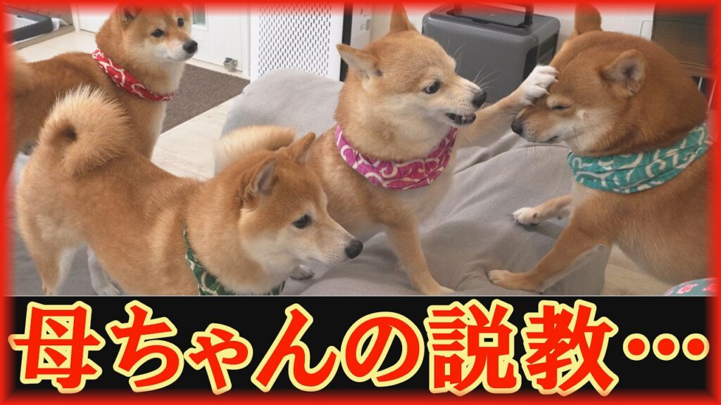 寝坊した末っ子柴犬を叱る姉柴犬が、昭和の母ちゃんのようでなんとも可愛い。 寝坊した末っ子柴犬を叱る姉柴犬が、昭和の母ちゃんのようでなんとも可愛い。
