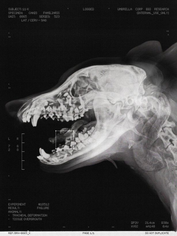 【写真を見る】犬の⾻格のX線写真にも“あるべき形”を逸脱した⾻が！