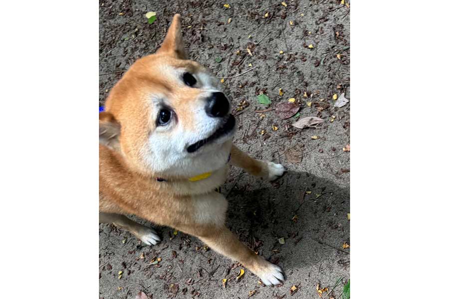 初めて大型犬を見て後ずさりするろくくん【写真提供：柴犬ろく（@roku125shiba）さん】