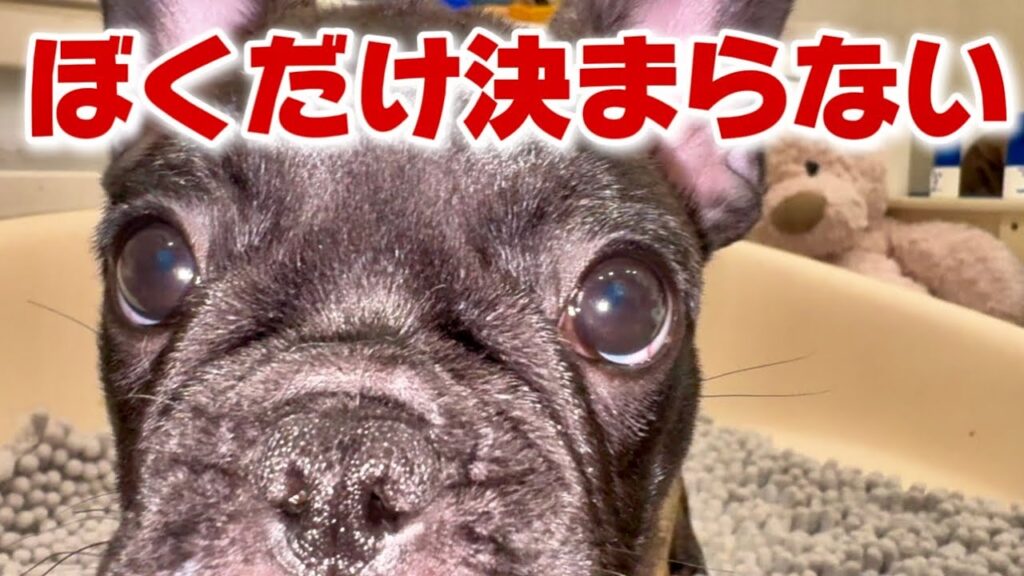 【11匹兄弟】この子だけご家族さまが決まりません 【11匹兄弟】この子だけご家族さまが決まりません