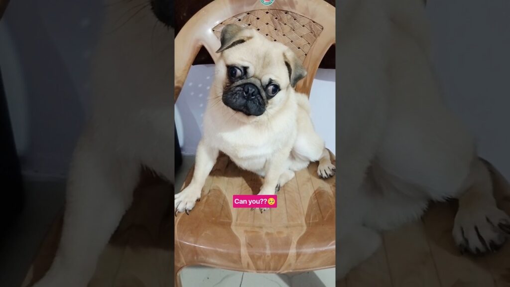 Pug Timmu🐕needs friends 🥺#shorts #pug #pets #dog