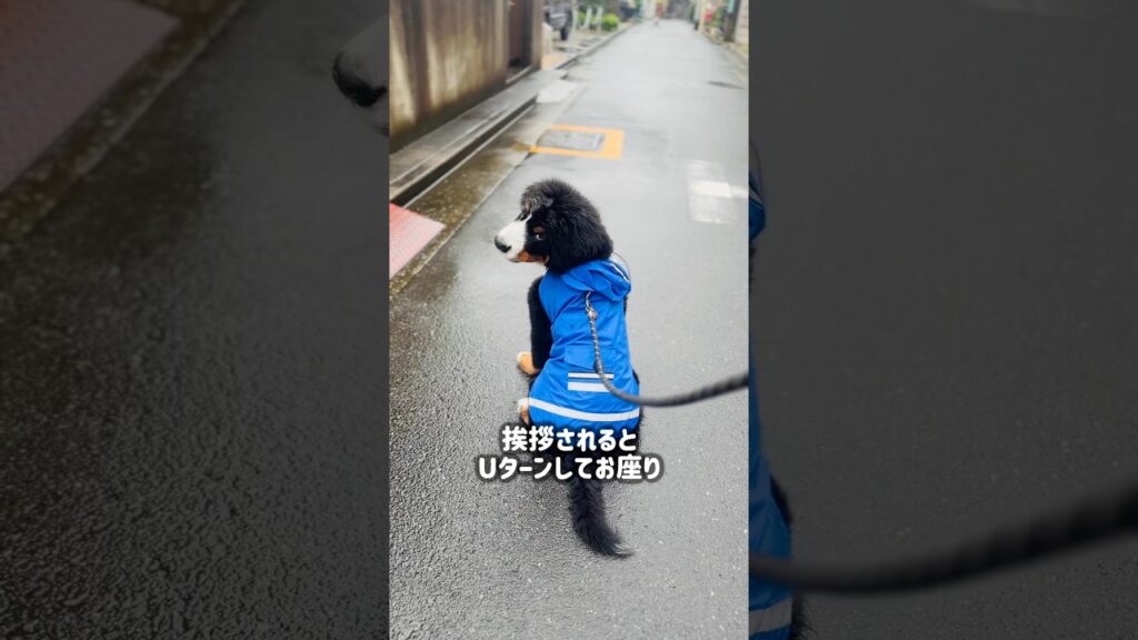 人が大好き❣️なかなか前に進まないバーニーズの子犬🐾