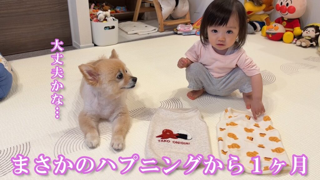 愛犬に新しい洋服をプレゼントした結果こうなりました 愛犬に新しい洋服をプレゼントした結果こうなりました