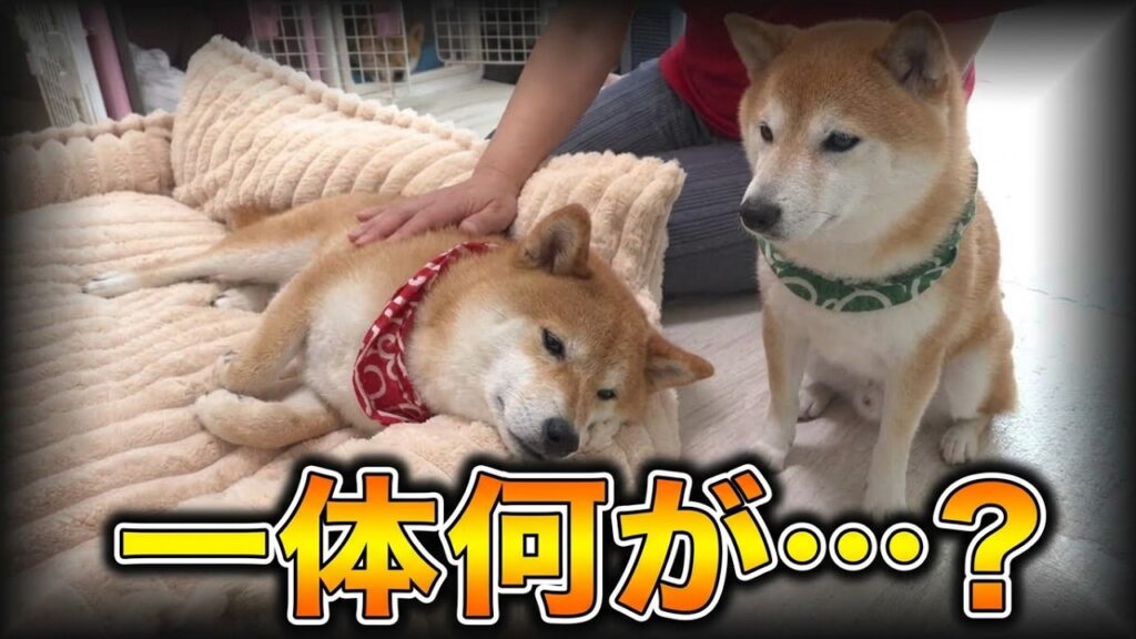 様子がおかしい…突然動かなくなった兄柴犬と、情緒不安定になる弟柴犬・・・ 様子がおかしい…突然動かなくなった兄柴犬と、情緒不安定になる弟柴犬・・・