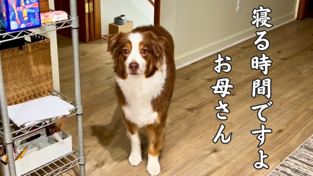 絶対にお母さんと一緒に寝たい大型犬|オーストラリアンシェパード 絶対にお母さんと一緒に寝たい大型犬|オーストラリアンシェパード