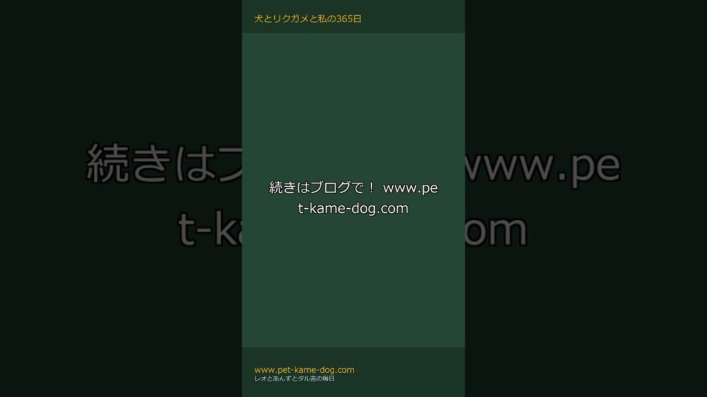 ウェルシュ・テリアの性格と飼いやすさは？猟の歴史・プラッキング・病気