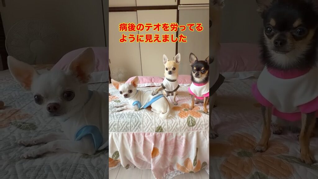 テオ復調記念写真撮影でのノアの気遣い #shorts #チワワ #スムチーず テオ復調記念写真撮影でのノアの気遣い #shorts #チワワ #スムチーず
