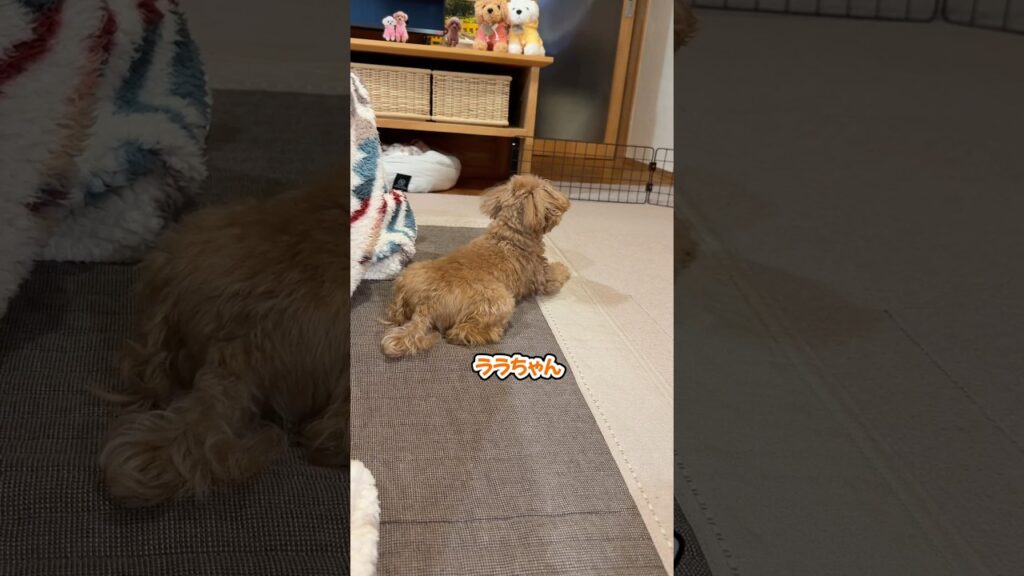 ドアの前に全集中してママの呼びかけを無視するトイプードル #shorts #元保護犬