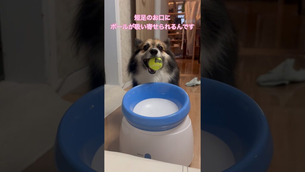 短足のお口に吸い寄せられるボール（パピヨンとコーギーのミックス犬)