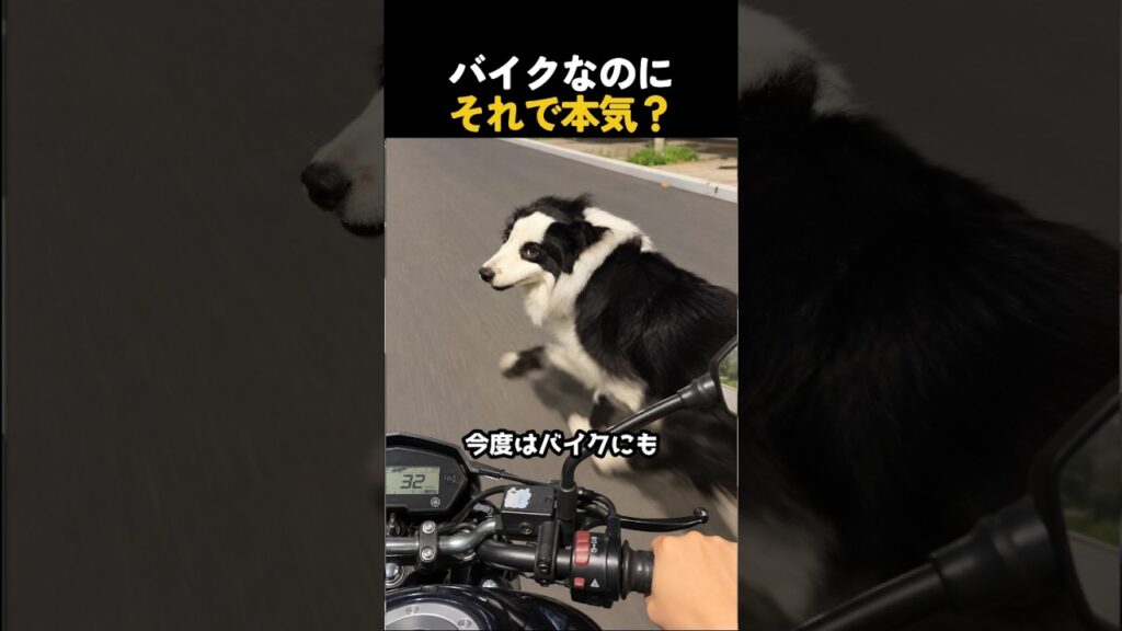 バイクにも勝つ気満々のボーダーコリー #ボーダーコリー #犬 #Shorts