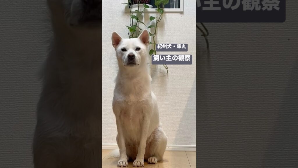 【紀州犬・隼丸】飼い主の観察｜My Kishu Just Keeps Staring at Me