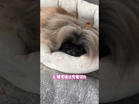 【ペキニーズ】ちまきの散歩あるある#pekingese#ペキニーズ#犬のいる生活