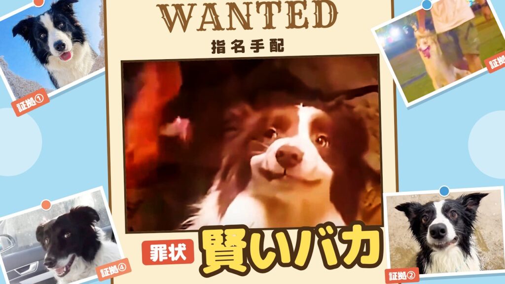 【賢いバカ】ボーダーコリーの魅力たっぷりな動画を集めてみたｗｗｗｗｗ