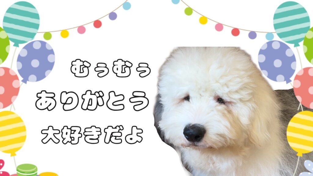 【仰天】末っ子を謳歌していた超大型犬の子犬に弟ができてしまったらこうなります…｜グレートピレニーズ&オールドイングリッシュシープドッグ&トイプードル