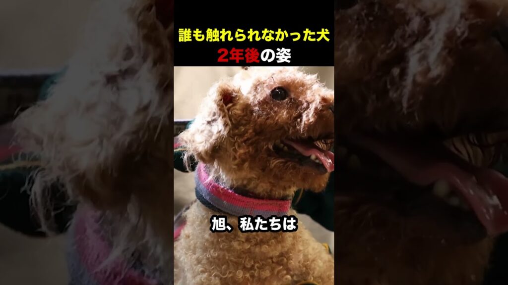 誰も触れられなかったトイプードル 2年後の姿 #ピースワンコ