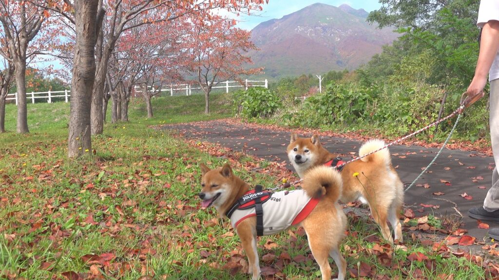 柴犬が凄すぎて、ママ限界です。