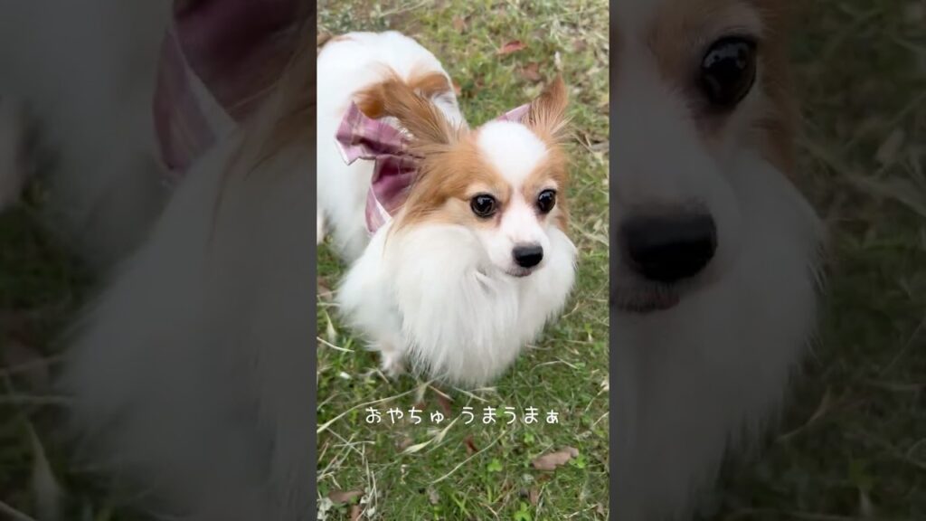 おやつを狙うわんこ #犬 #パピヨン #犬のいる暮らし #いぬ #dog #かわいい