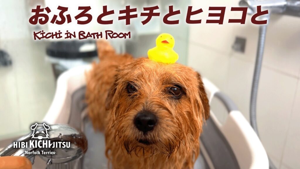 おふろとキチとヒヨコと 【愛犬キチ norfolkterrier shampoo ノーフォークテリア dog 】 おふろとキチとヒヨコと 【愛犬キチ norfolkterrier shampoo ノーフォークテリア dog 】