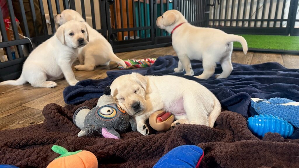 LIVE PUPPY CAM! Zoey’s 9 Labrador Puppies 6 Weeks Old! – So Cute! Oct 14 Part 2 LIVE PUPPY CAM! Zoey's 9 Labrador Puppies 6 Weeks Old! - So Cute! Oct 14 Part 2