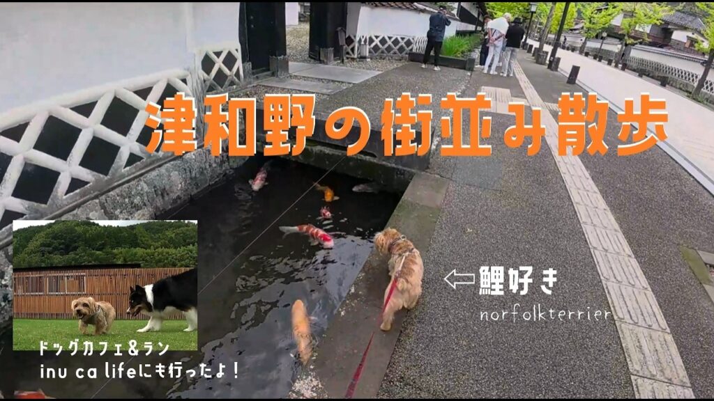 【ノーフォークテリア】津和野の鯉に会いに行く