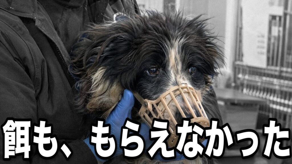 【嘘やろ】飼育放棄で立てなかった15歳のボーダーコリーが保護から2ヶ月半…今はこんな顔をします 【嘘やろ】飼育放棄で立てなかった15歳のボーダーコリーが保護から2ヶ月半…今はこんな顔をします