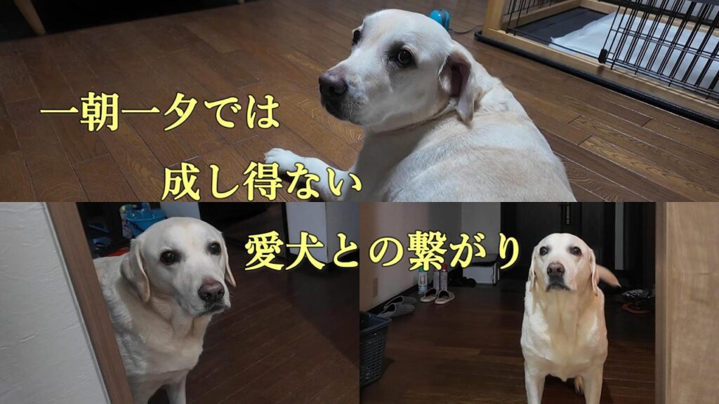 一朝一夕では成し得ない愛犬との繋がり@ラブラドールレトリーバー 一朝一夕では成し得ない愛犬との繋がり@ラブラドールレトリーバー
