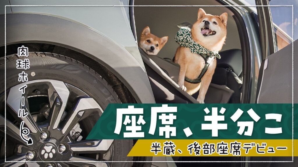後部座席に、小さな相棒が増えました｜柴犬3匹と八ヶ岳のハロウィンへ
