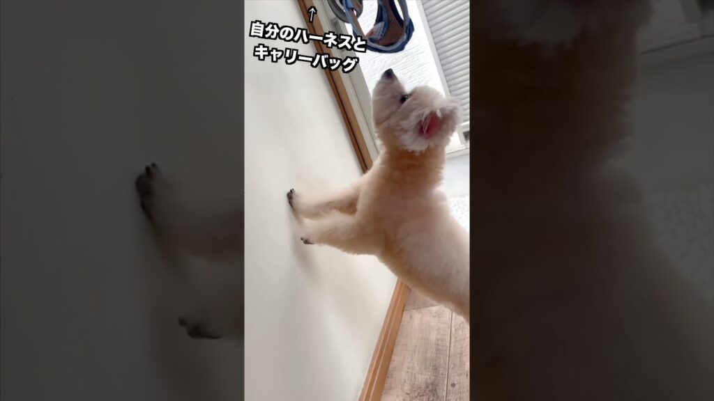 トリマーさんに自分のバッグをねだる虎太郎さん #dog #トイプードル #犬のいる生活 #可愛い #犬 トリマーさんに自分のバッグをねだる虎太郎さん #dog #トイプードル #犬のいる生活 #可愛い #犬
