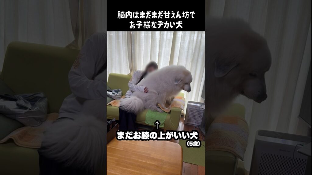 脳内がまだまだ甘えん坊でお子様な愛犬　#グレートピレニーズ #大型犬 #愛犬 #かわいい犬 #greatpyrenees