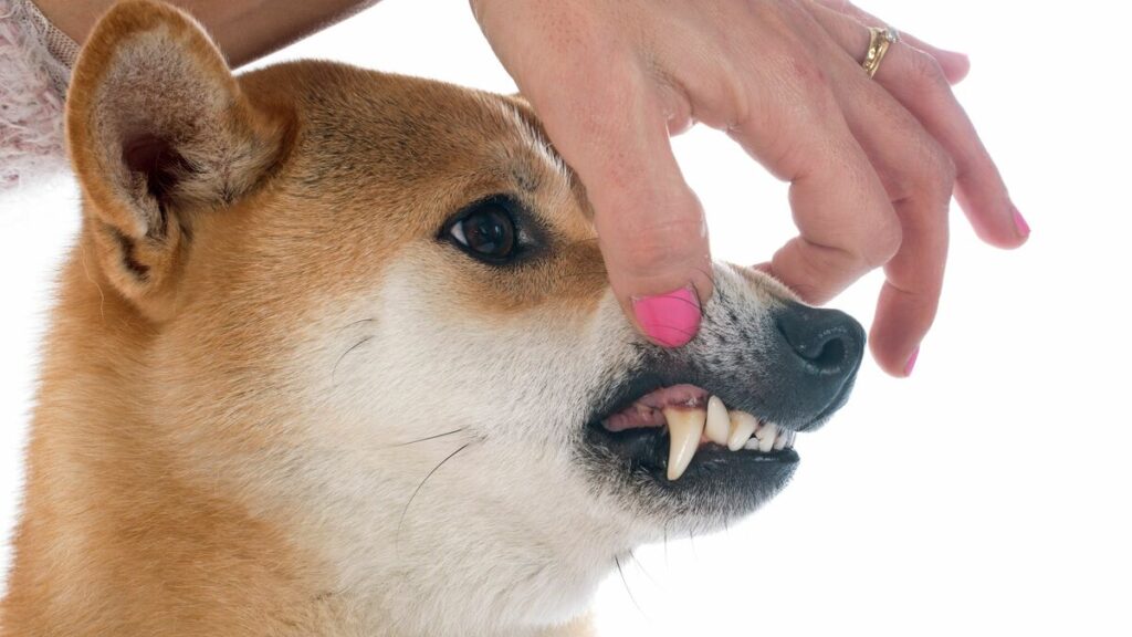だから柴犬は飼い主にベタベタしない…DNA解析でわかった日本犬の性格に影響する｢絶滅した祖先｣の名前 (5ページ目) | PRESIDENT Online（プレジデントオンライン）