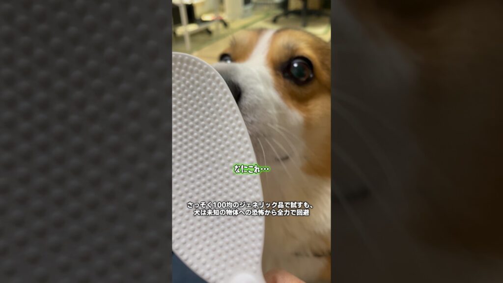【コーギー】100均ジェネリック「撫で犬しゃもじ」の限界 #コーギー #corgi #shorts VOICEVOX:ちび式じい、あんこもん