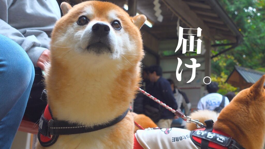 お袋と実家の柴犬に、伝えてきました。 お袋と実家の柴犬に、伝えてきました。