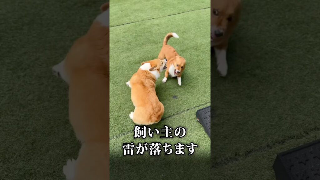 すぐヒートアップするコーギーたち😅 #corgi