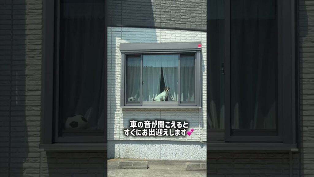 お出迎えポッケ　#犬 #ジャックラッセルテリア #dog