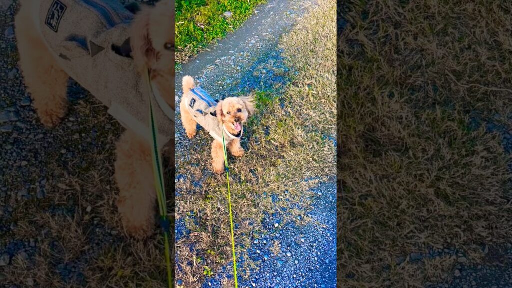 強風にも負けない男🐶 #トイプードル #犬のいる暮らし #犬のいる生活 #可愛い #愛犬 #癒し