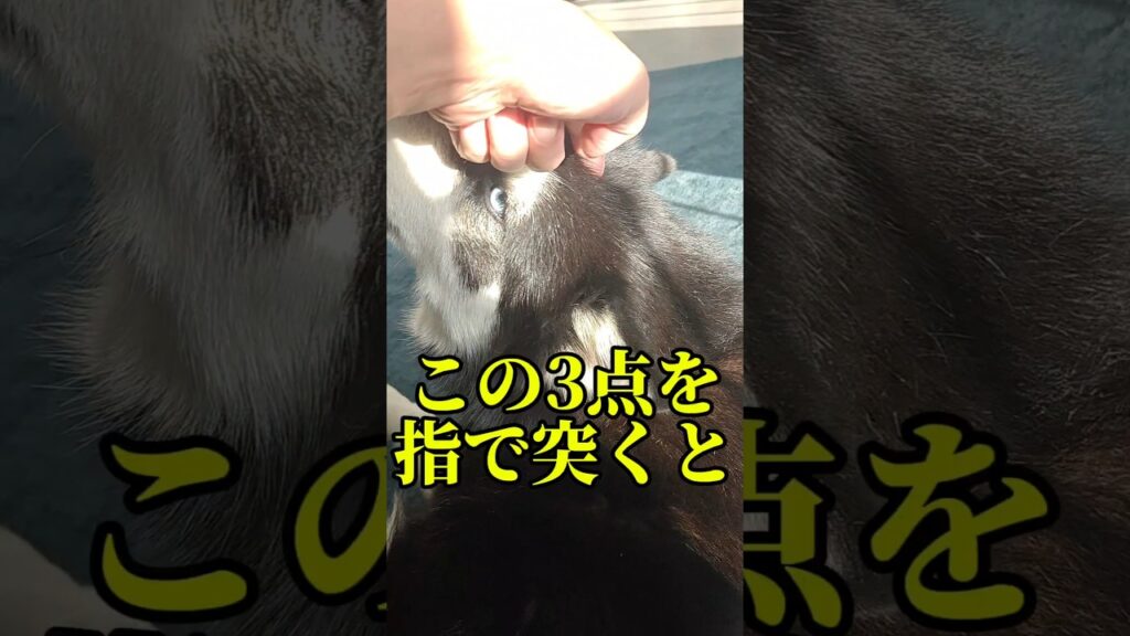 知っておくべきハスキーの弱点 ※悪用厳禁!! #shorts 知っておくべきハスキーの弱点 ※悪用厳禁!! #shorts