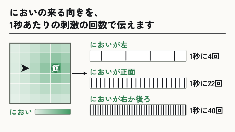 においを刺激の回数に